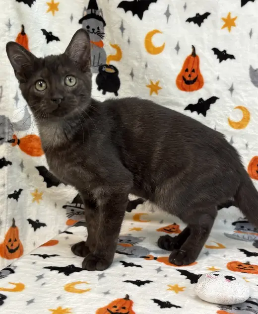 261146  Motor