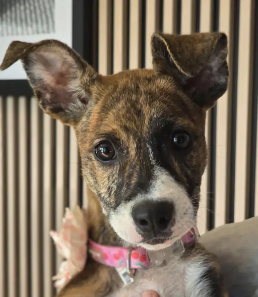 Joey- brindle princess