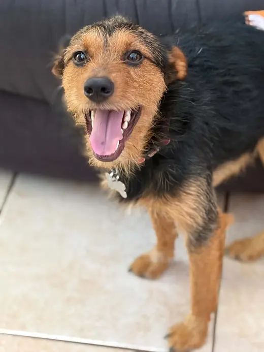 Teddy Scruff