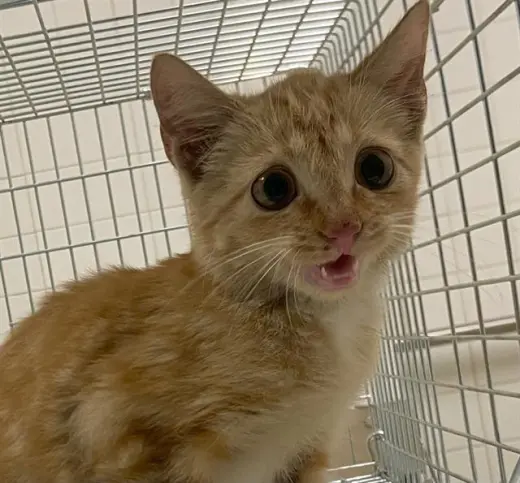 DERP