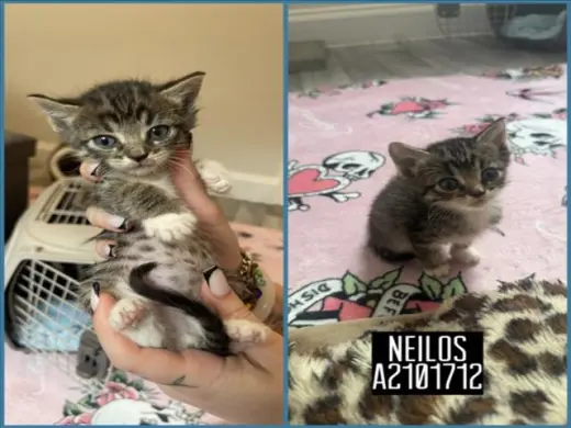 NEILOS