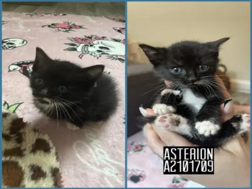 ASTERION