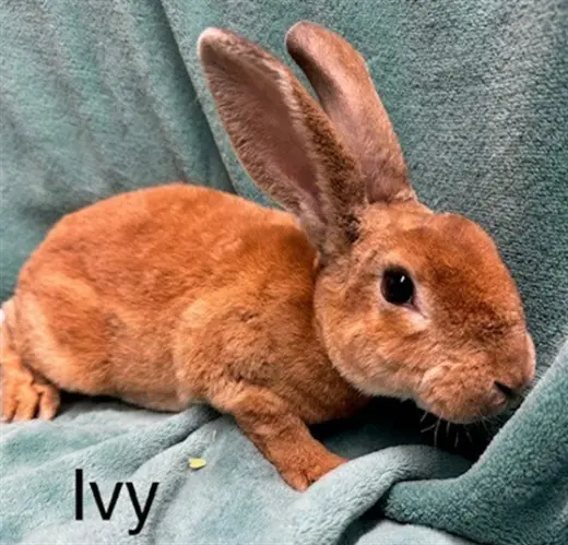 IVY