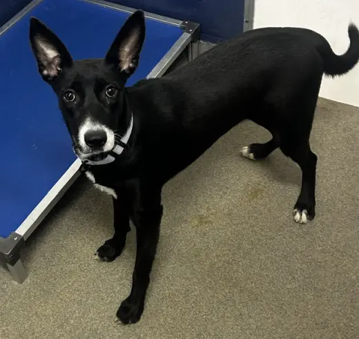 Orbit 9mo (AVA 10/21)