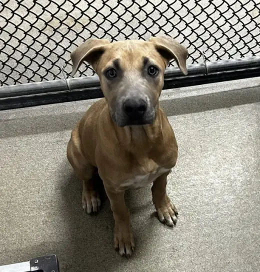 Hazel 5mo (AVA 10/21)