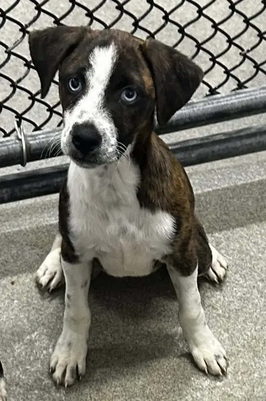 Brinkley 2mo (AVA 10/21)