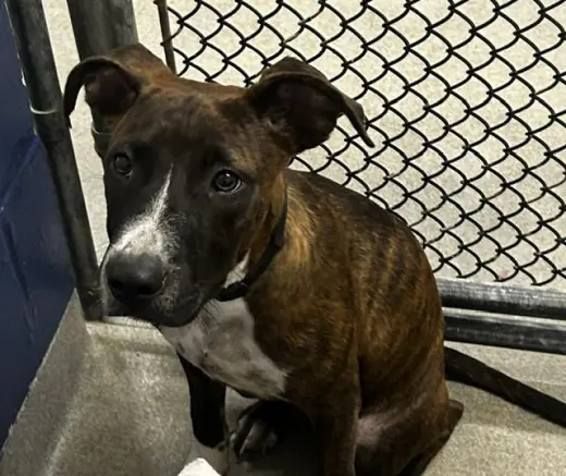 Rocco 5mo (AVA 10/21)