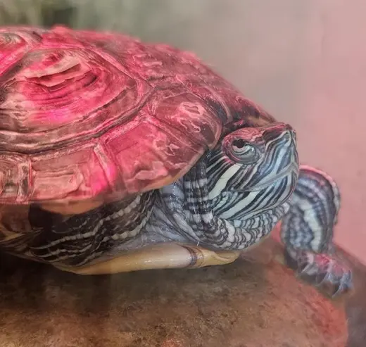 SHELLMA HAYEK*