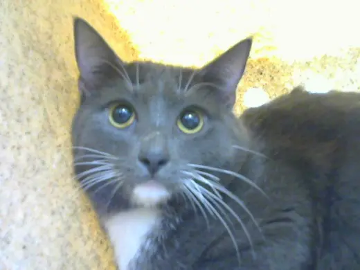 BABY