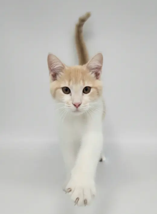 Greta