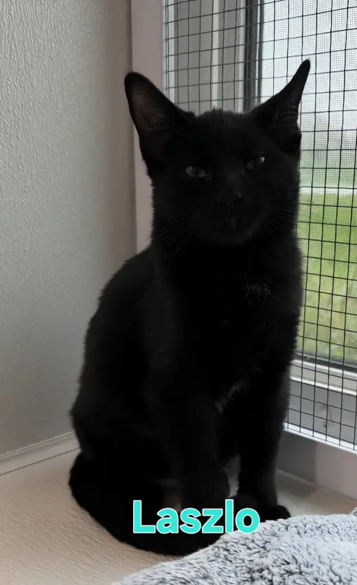 Laszlo