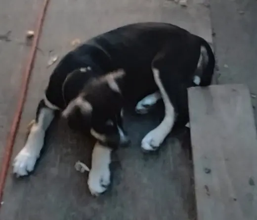 Pedro