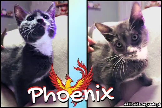Phoenix