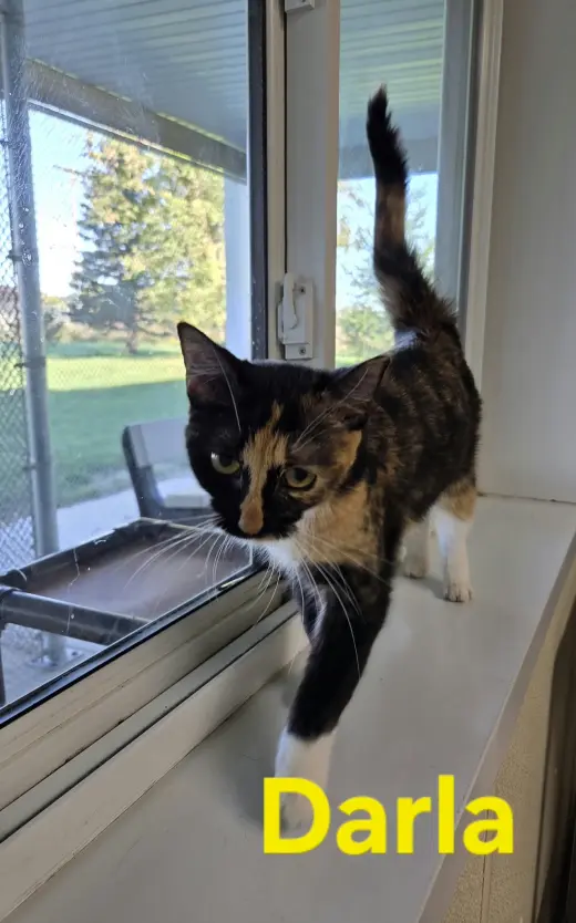 Darla