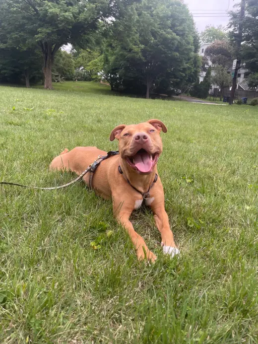Bronx