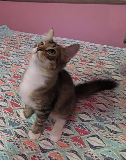 Emerson (bonded with Elowyn)