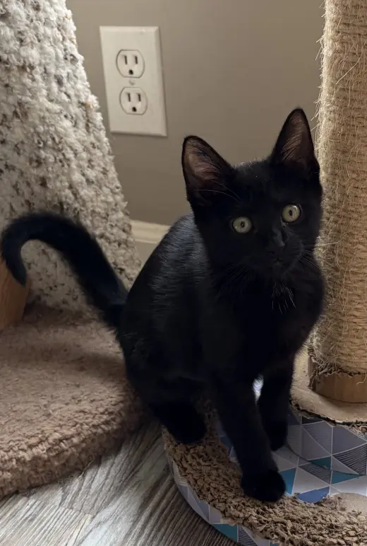 Darknyan
