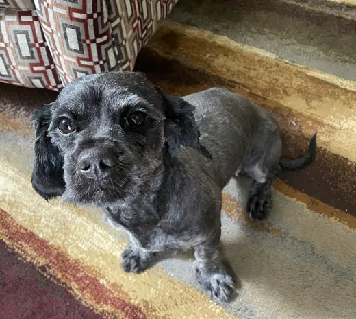 Dee Dee *Foster Home Needed*
