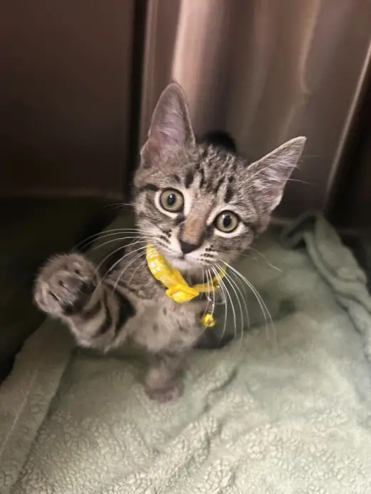 Condiment Kitties : Honey