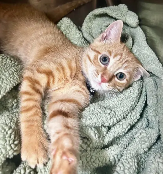 Condiment Kitties : Mustard