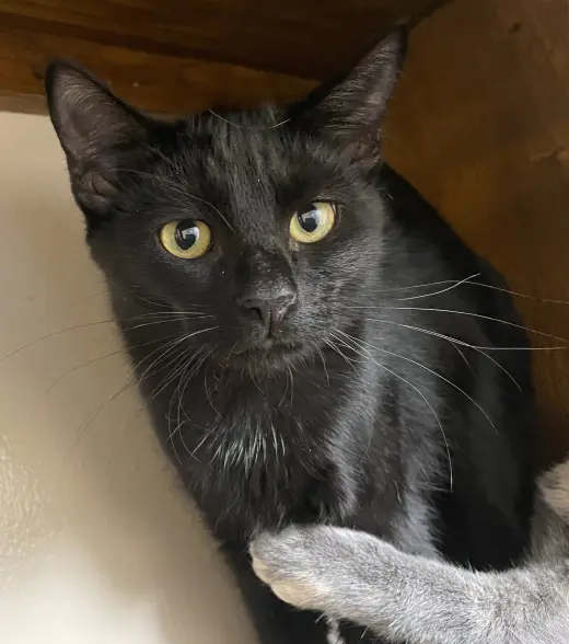 Binx
