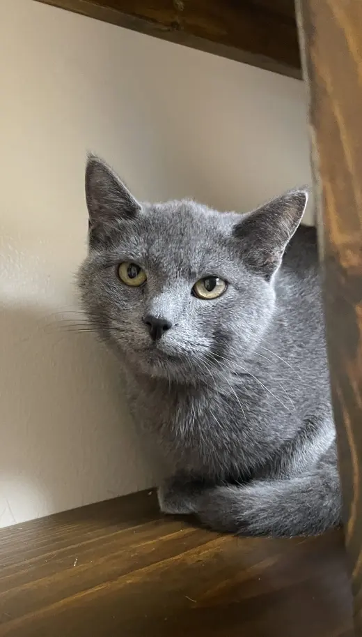 Merlin