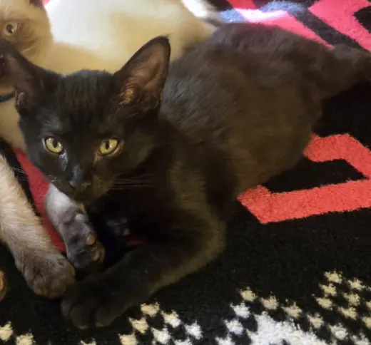 Kellee(MUST BE ADOPTED WITH KARSON)
