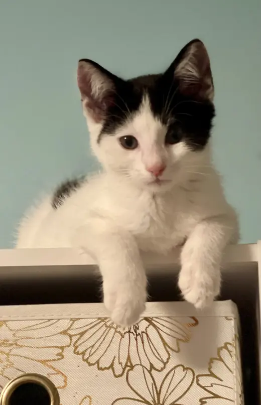 Chandelle