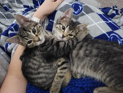 Sweetie Pie and Larry ***BONDED PAIR***