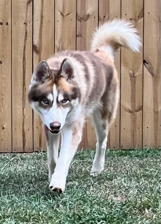 Timber