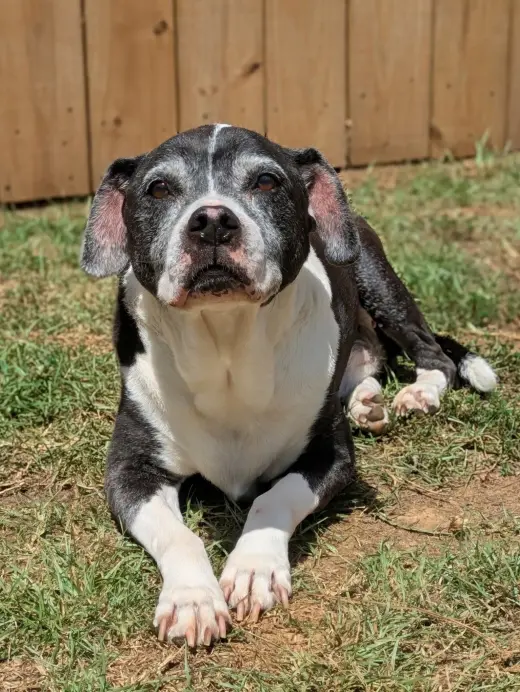Harlan