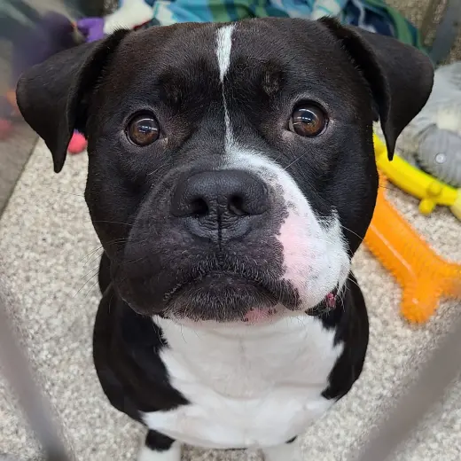 Oden