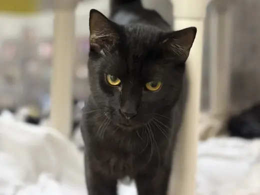 SALEM