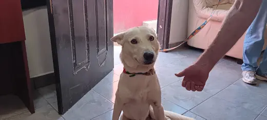 Houdini