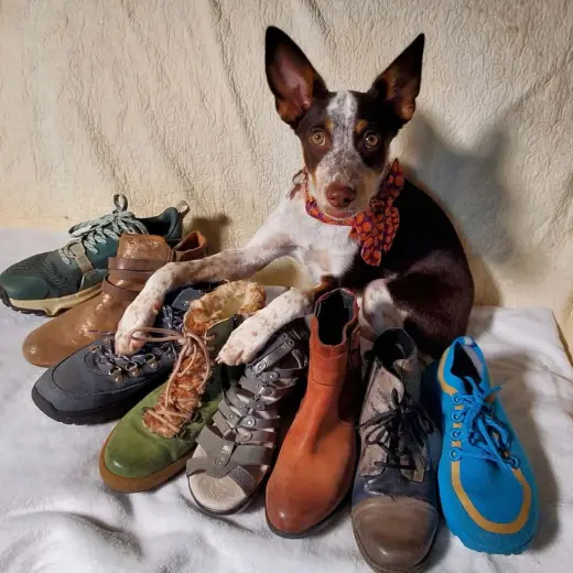 Shoe
