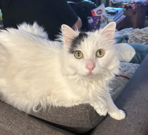 CLEMENTINE #2032- Offered by Owner - Senior Beauty