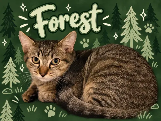 Forest (FCID# 07/16/2026 - 80 Middletown PS)