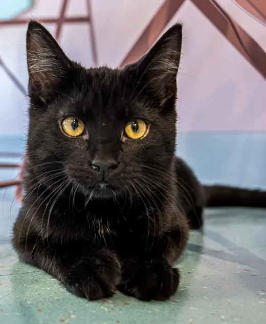 Dorothy (bonded with Sophia)