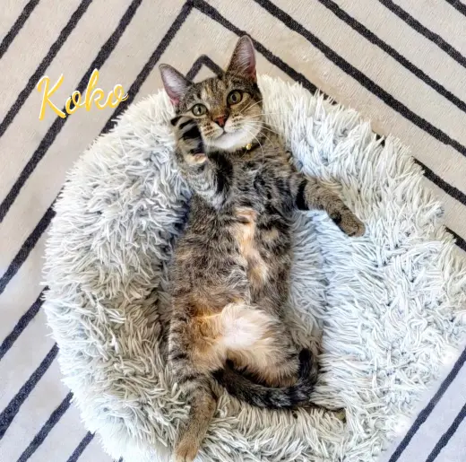 Koko #Krunch-koala