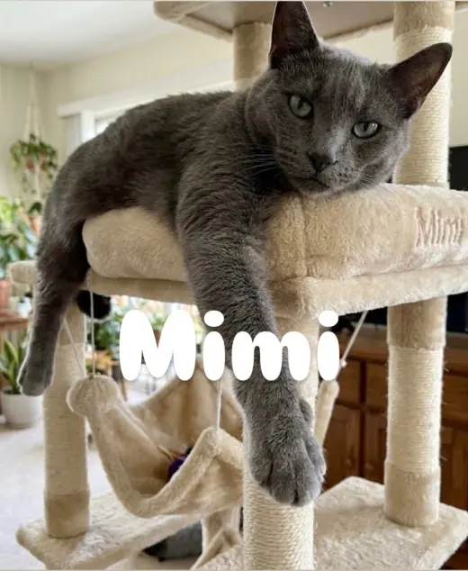 Mimi