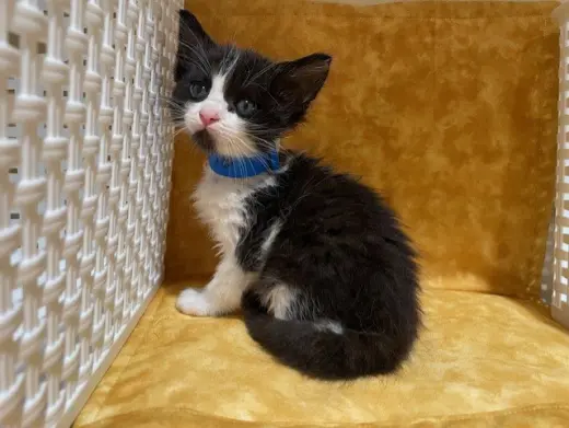 OREO