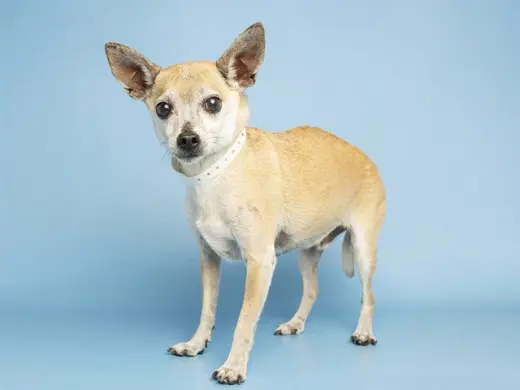 CHALUPA