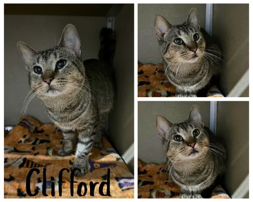 Clifford
