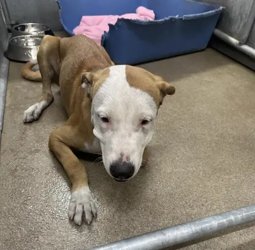 MR WIGGLES (RESCUE ONLY)
