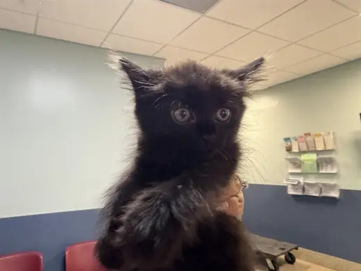 KIT KAT