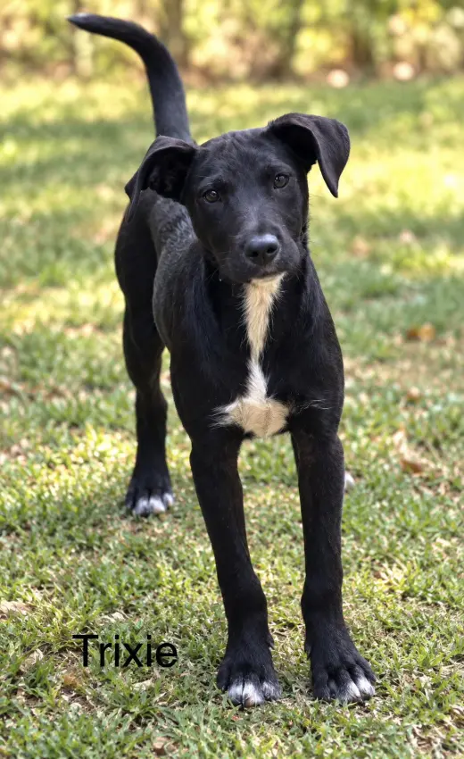 Trixie 7 months