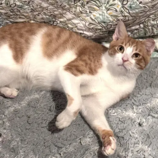 Benny