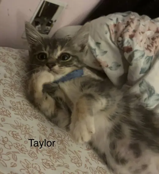 Taylor