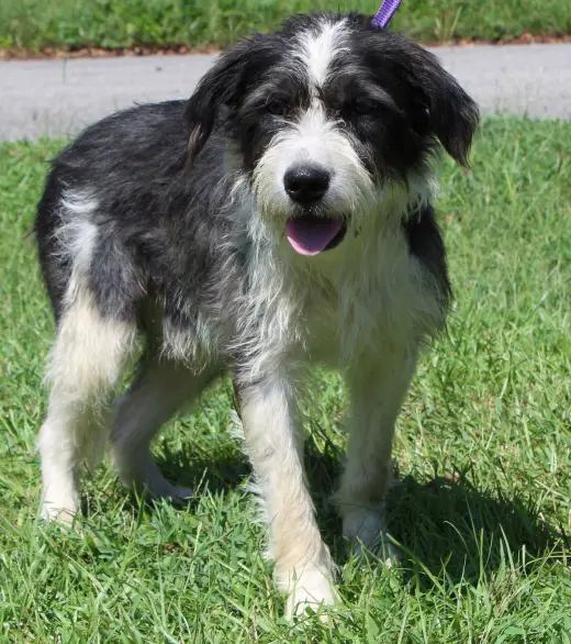 Skipper 44367