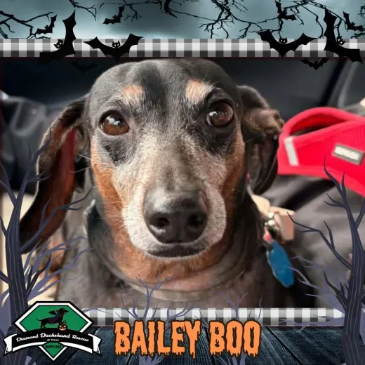 Bailey Boo